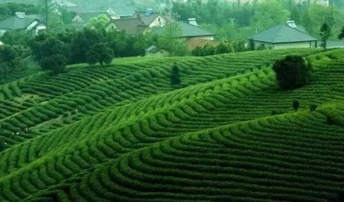 亿元投资茶园项目：白茶文化与拉美风情完美融合-和风乐游农庄(图1)