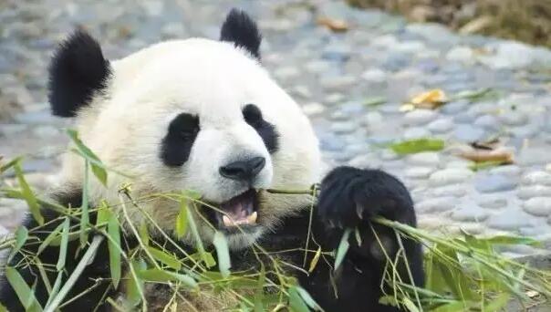 安吉山水熊猫两日游攻略 竹博园藏龙百瀑精彩行程推荐-和风乐游农庄(图2) 安吉山水熊猫两日游攻略 竹博园藏龙百瀑精彩行程推荐-和风乐游农庄(图2)