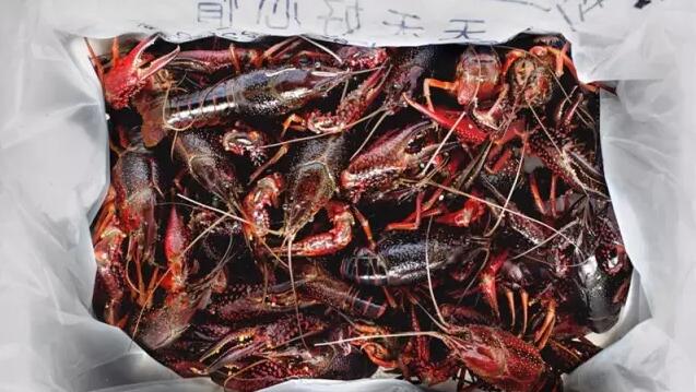 小龙虾清洗制作全攻略，香辣美味家庭烹饪秘籍-和风乐游农庄(图1)