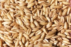 张北莜麦 - 和风乐游农庄