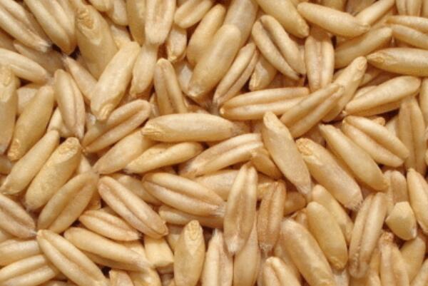 张北莜麦(图2) 张北莜麦(图2)