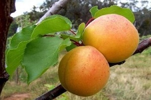 南口供佛杏 - 和风乐游农庄