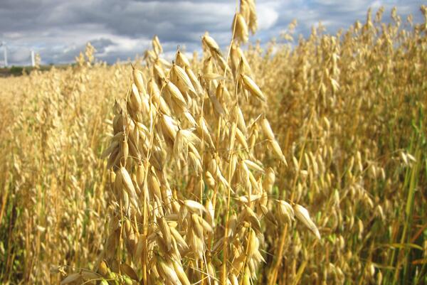 张北莜麦(图1) 张北莜麦(图1)