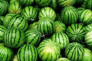 马营西瓜 - 和风乐游农庄