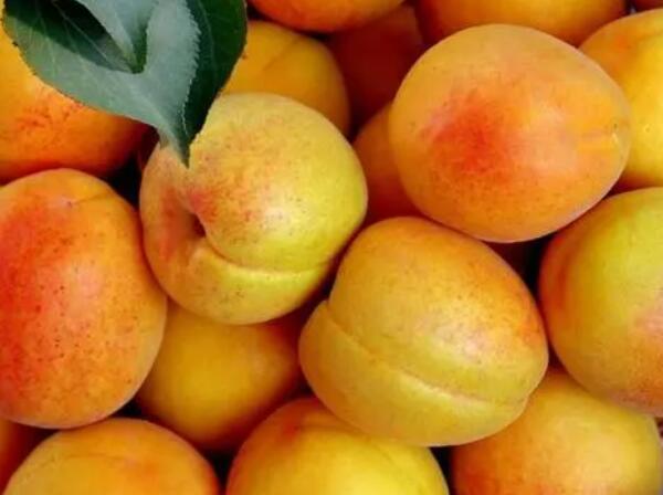 南口供佛杏(图2) 南口供佛杏(图2)