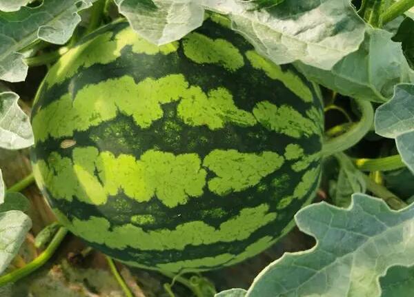 马营西瓜(图1) 马营西瓜(图1)