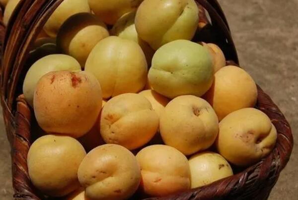 南口供佛杏(图1) 南口供佛杏(图1)