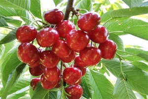 山海关大樱桃 - 和风乐游农庄