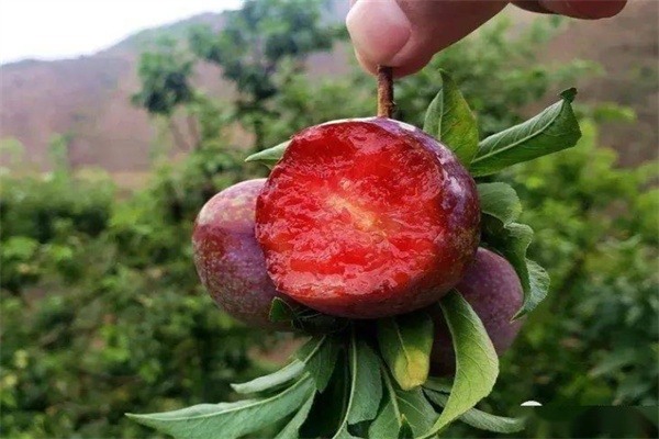 段家沟李子(图2) 段家沟李子(图2)