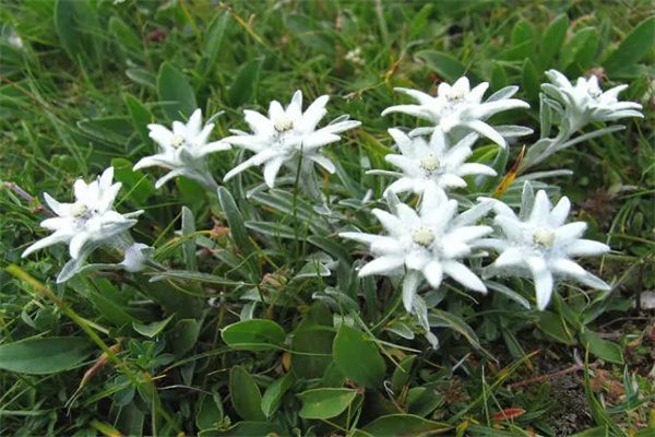 涞源空中草原(图2)