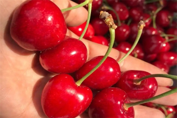 山海关大樱桃(图2) 山海关大樱桃(图2)