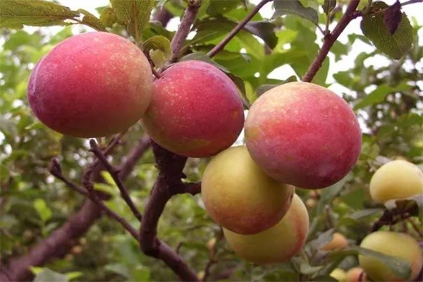 段家沟李子(图1) 段家沟李子(图1)