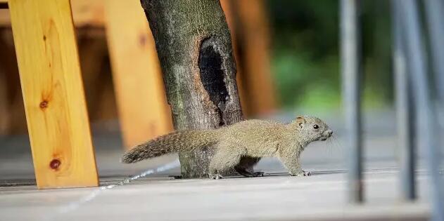 安吉老树林童话之旅体验清新山间度假风情-和风乐游农庄(图3)