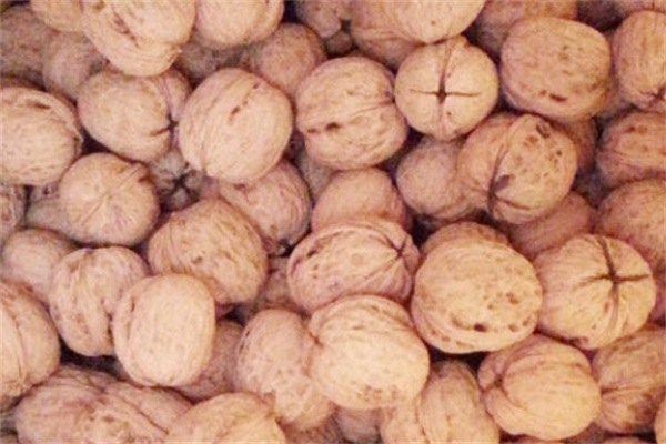 涞水薄皮核桃(图1) 涞水薄皮核桃(图1)