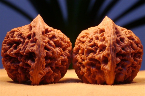 涞水薄皮核桃(图3) 涞水薄皮核桃(图3)