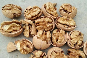 涞水薄皮核桃 - 和风乐游农庄