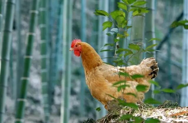 安吉竹林鸡:天然散养的美味传奇-和风乐游农庄(图5) 安吉竹林鸡:天然散养的美味传奇-和风乐游农庄(图5)