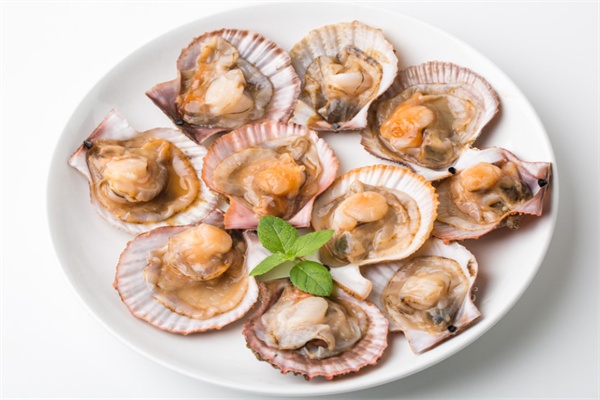 扇贝(图2)
