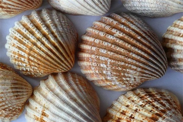扇贝(图1)