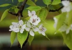 安吉梨花谷春日盛景，漫山梨花绽放如诗如画-和风乐游农庄 - 和风乐游农庄