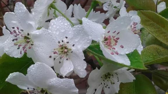 安吉梨花谷春日盛景，漫山梨花绽放如诗如画-和风乐游农庄(图1)