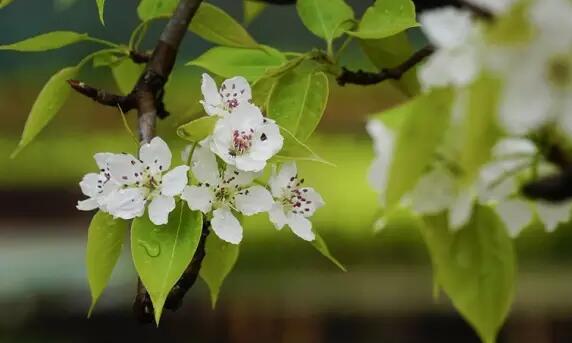 安吉梨花谷春日盛景，漫山梨花绽放如诗如画-和风乐游农庄(图2)