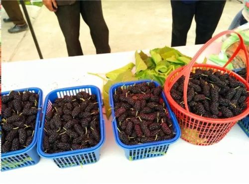 安吉马村蚕桑文化节盛大开幕 桑葚丰收季体验传统农耕文化-和风乐游农庄(图3) 安吉马村蚕桑文化节盛大开幕 桑葚丰收季体验传统农耕文化-和风乐游农庄(图3)