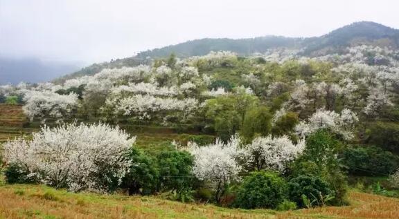 安吉梨花谷春日盛景，漫山梨花绽放如诗如画-和风乐游农庄(图3)