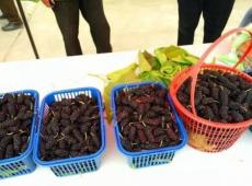 安吉马村蚕桑文化节盛大开幕 桑葚丰收季体验传统农耕文化-和风乐游农庄 - 和风乐游农庄