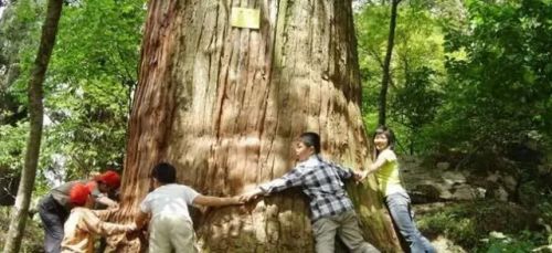 六一儿童节天目山快乐游玩攻略,亲子游体验推荐-和风乐游农庄(图2) 六一儿童节天目山快乐游玩攻略,亲子游体验推荐-和风乐游农庄(图2)