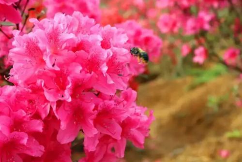 安吉映山红最佳观赏地推荐 杭垓镇姚村报福镇老石坎水库江南天池赏花攻略-和风乐游农庄(图1) 安吉映山红最佳观赏地推荐 杭垓镇姚村报福镇老石坎水库江南天池赏花攻略-和风乐游农庄(图1)