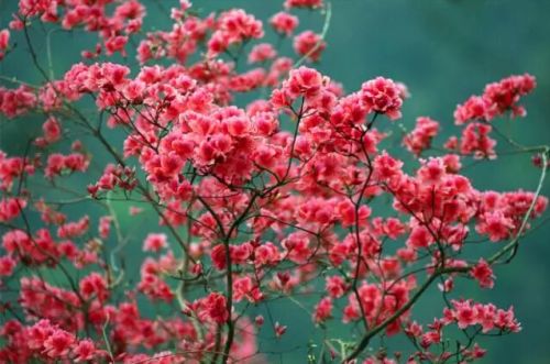 安吉映山红最佳观赏地推荐 杭垓镇姚村报福镇老石坎水库江南天池赏花攻略-和风乐游农庄(图2) 安吉映山红最佳观赏地推荐 杭垓镇姚村报福镇老石坎水库江南天池赏花攻略-和风乐游农庄(图2)