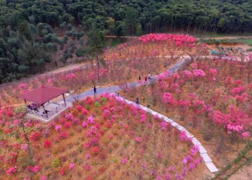安吉映山红最佳观赏地推荐 杭垓镇姚村报福镇老石坎水库江南天池赏花攻略-和风乐游农庄(图3) 安吉映山红最佳观赏地推荐 杭垓镇姚村报福镇老石坎水库江南天池赏花攻略-和风乐游农庄(图3)
