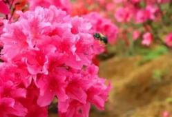 安吉映山红最佳观赏地推荐 杭垓镇姚村报福镇老石坎水库江南天池赏花攻略-和风乐游农 - 和风乐游农庄