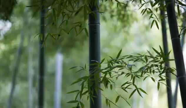 安吉人的故乡情怀与多元文化底蕴探秘-和风乐游农庄(图8) 安吉人的故乡情怀与多元文化底蕴探秘-和风乐游农庄(图8)