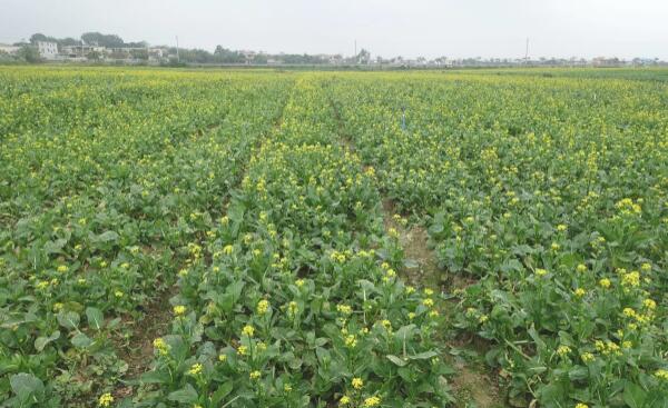 增城迟菜心(图1) 增城迟菜心(图1)