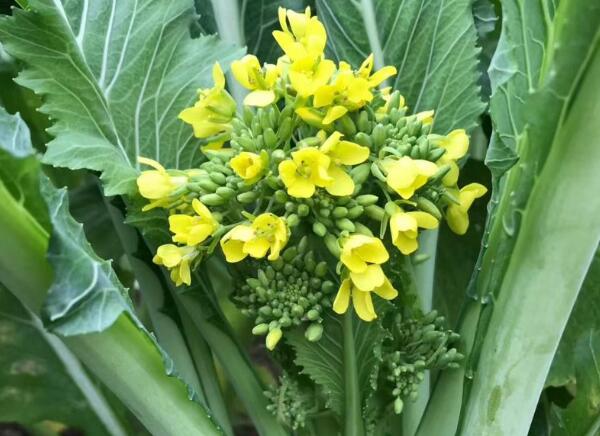 增城迟菜心(图2) 增城迟菜心(图2)