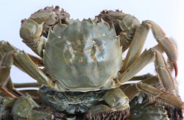 梁子湖大河蟹(图1)