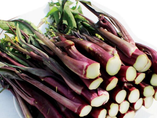 洪山菜苔(图1) 洪山菜苔(图1)