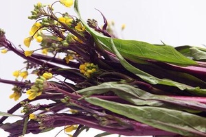 洪山菜苔 - 和风乐游农庄