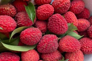 增城荔枝 - 和风乐游农庄