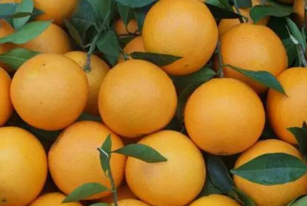 萝岗甜橙(图2) 萝岗甜橙(图2)