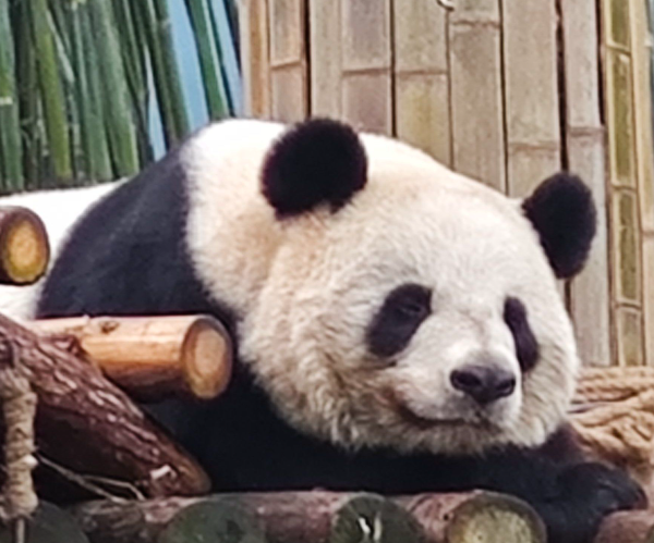 安吉竹博园冬季游玩攻略,大熊猫馆竹林赏景全指南-和风乐游农庄(图1) 安吉竹博园冬季游玩攻略,大熊猫馆竹林赏景全指南-和风乐游农庄(图1)