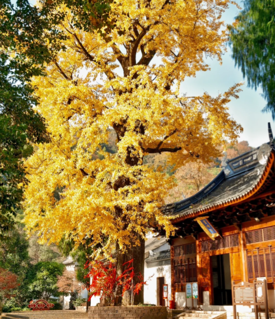 安吉灵峰寺初冬银杏秘境 千年古寺禅意祈福之旅-和风乐游农庄(图1) 安吉灵峰寺初冬银杏秘境 千年古寺禅意祈福之旅-和风乐游农庄(图1)