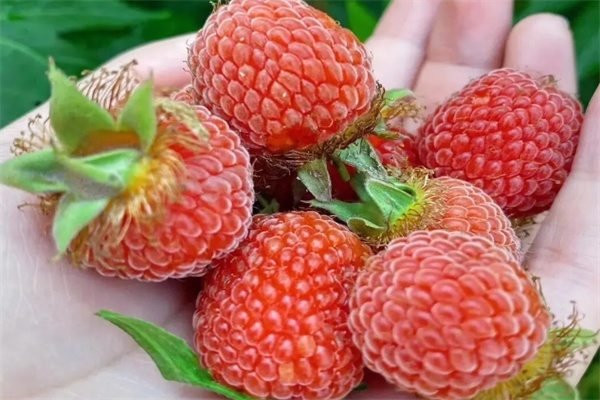 封丘树莓(图2) 封丘树莓(图2)