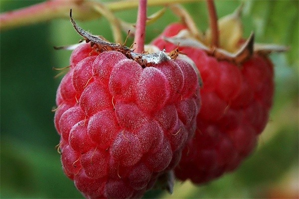 封丘树莓(图1) 封丘树莓(图1)