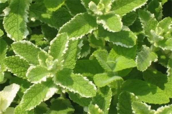 凤泉薄荷(图1)