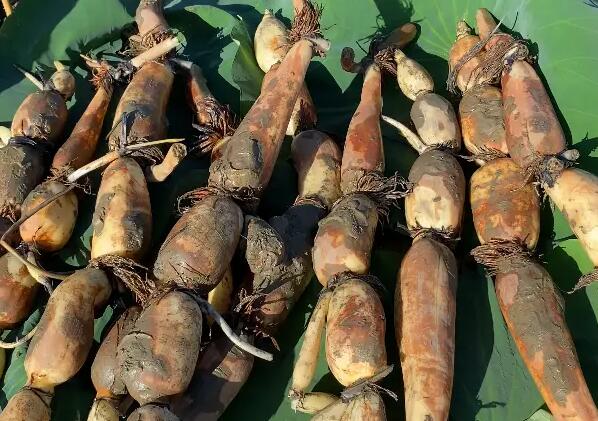 新垦莲藕(图1) 新垦莲藕(图1)