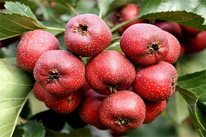 辉县山楂 - 和风乐游农庄