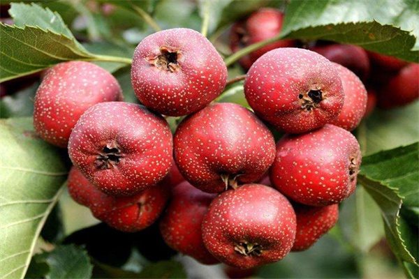 辉县山楂(图1)